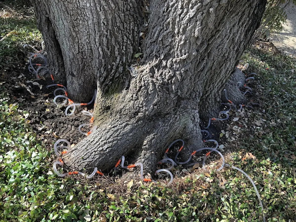 Detailed Tree Cabling and Bracing job site in Maury City