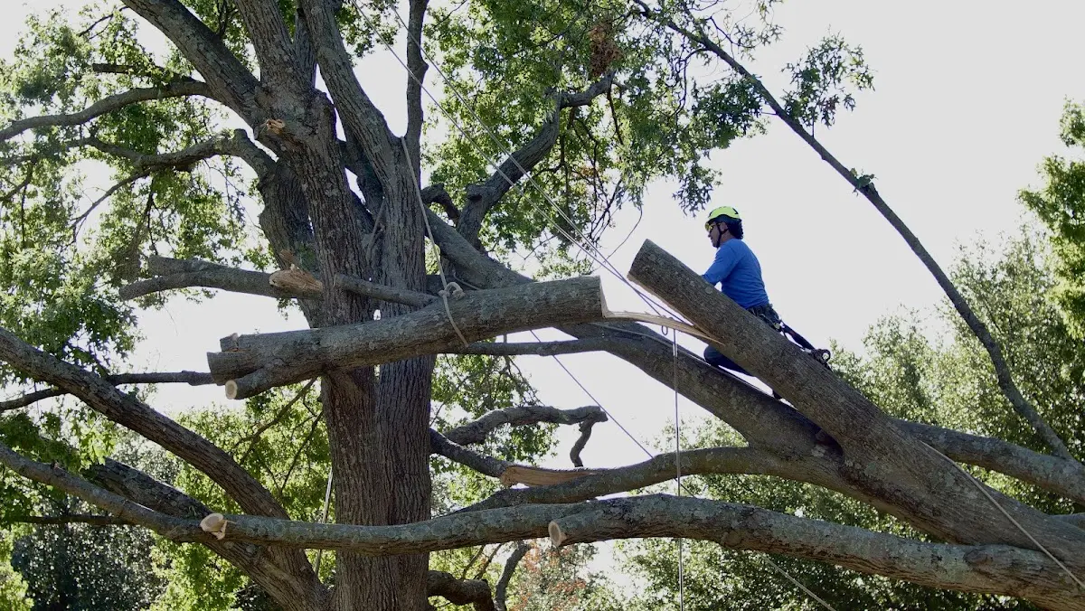 Professional Crown Thinning performed by certified arborists in Maury City