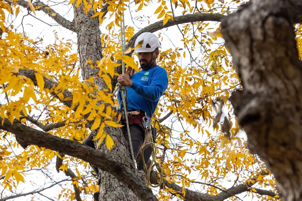 Skilled Tree Pruning crew working in Maury City